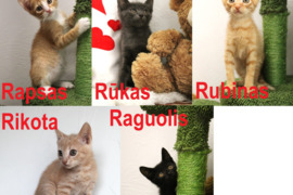 4 kačiukai broliukai ieško namų