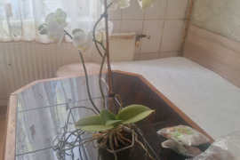 Dovanoju gėlę/augalą Klaipėdoje