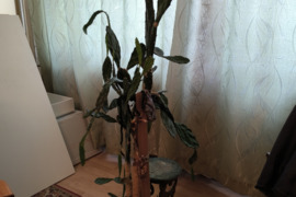 Parduodu kambarinę gėlę kaktusą