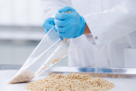 Prekyba sėklomis ir ankštiniais produktais