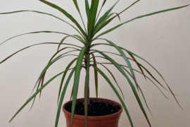 Dracena