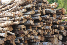 Malkos Pasvalyje, Pakruojyje, Biržuose, Kupiškyje, Panevėžyje