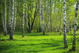 Nuo 6 a iki 100 a sklypą, Pasvalio r. sav., Kalnas, Kalno g.