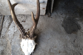 Parduodu stirnos trofeju