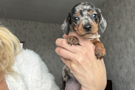 Taksiukai standartinei