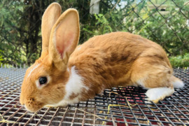 Triušiai Ivairių Veislių