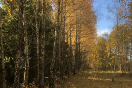 95 a sklypas Švenčionių r. sav.