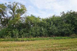 Sodyba Kretingos r. sav., Vaineikių Medsėdžiai