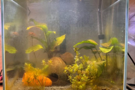 50l akvariumas su įranga ir krevetėmis