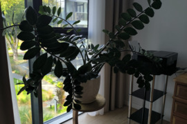 PARDUODU 150 cm skersmens pinigų medį zamiokulką