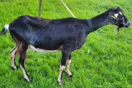 Parduodama 4 metų ožką