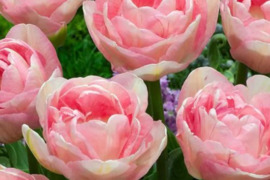 Tulpių, narcizų, česnakų, krokų, šafrano ir kitų gėlių svogūnai