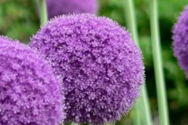 Vaistinis alijošius