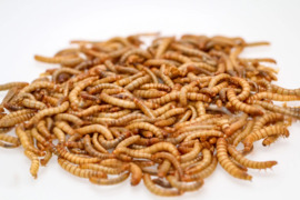 Didysis milčius – Tenebrio molitor | Gyvas pašaras ropliams, paukščiams ir kitiems augintiniams