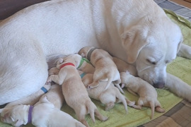 Kilmingi Labradoro retriverių veislės šuniukai