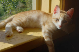 Katinukas ir katytė ieško namų