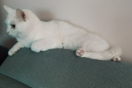 Atiduodame duovanuojamesauna katė moka gluostytis.Tel+37066829759 Draugiska