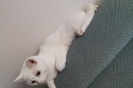 Dovanoju katė meili glostosi namine tel+37066829759 vaikams