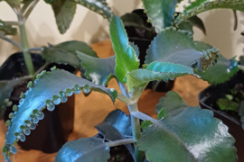 Vaistinis augalas Paleistuvė