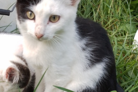 Sesutė ir broliukas