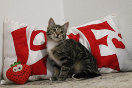 Dovanojami laaaabai mieli miau