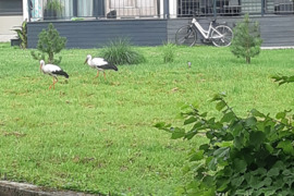 PALANGOJE 1 KAMB. BUTAS SU KIEMELIU!!