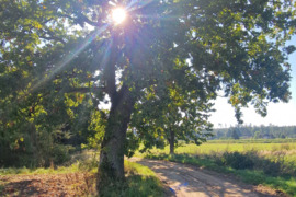  Šakių r. sav., Gerdžių k., medinė sodyba