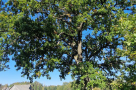  Šakių r. sav., Gerdžių k., medinė sodyba