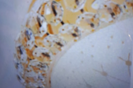 Parduodamas lubų šviestuvas, LED, naujas