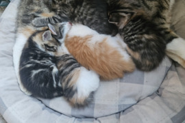 2 kamb. butas Tauragės r. sav.