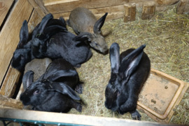 Parduodu mišrūnų jaunima