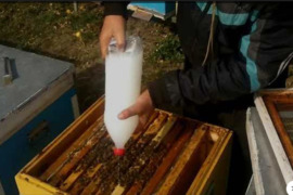 Bitėms gydyti nuo erkių vaistai