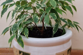 Smulkialapis fikusas gražiame moliniame vazone