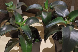 Vaistinis augalas Paleistuvė