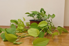 Labai vešlus skindapas- vijolinė gėlė