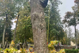Avaringų Medžių Pjovimas Genėjimas Arboristai