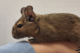 Dovanojame degučius