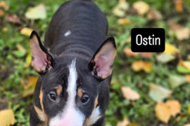 Mini bulterjerų šuniukai