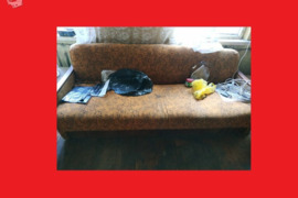 Jau išardyta - # Sofa-lova - Naujoji vilnia
