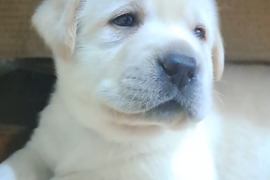 Kilmingi Labradoro retriverių veislės šuniukai