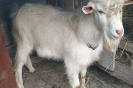 Parduodu 10 mėn. ožį, tinka kergimui