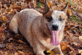 Atiduodame  šuo - Australijos aviganis , labai geros ir gražios