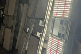 Augalų auginimo lempos pilno spektro infrared CBD THC