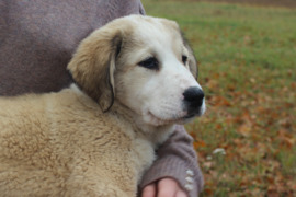 Kilmingi vidurinės Azijos aviganių šuniukai
