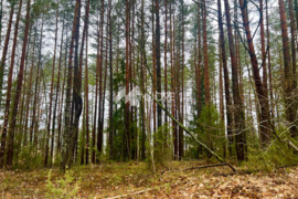 Parduodamas sklypas Padvarninkų k., Vilniaus raj.