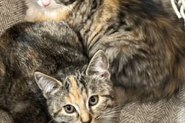 Mama Petti ir trys sesutės