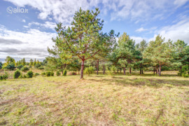 30.00 a sklypas Molėtų r. sav., Grybėnai, Pušyno g.