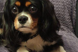 Princas jesko drauges