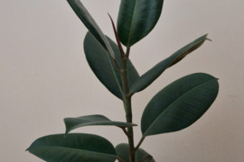 Plačialapis fikusas