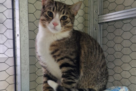 Katinėlis Javas  ieško sodybos